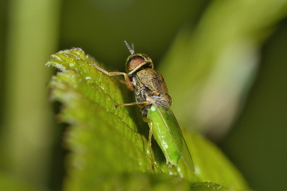 Stratiomydae da id.